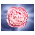 La Vie Est Belle En Rose Lancôme Perfume Feminino - Eau de Toilette 50ml