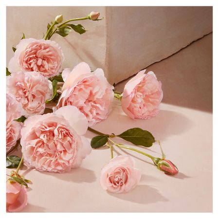 Chloé-L’Eau-Chloé---Perfume-Feminino---EDT-30ml--7