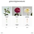 Água Fresca de Rosas Blancas Adolfo Dominguez - Perfume Feminino - Eau de Toilette 120ml