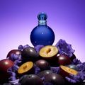 Midnight Fantasy Britney Spears Eau de Parfum Feminino-100 ml