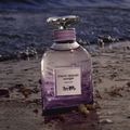 Perfume Coach Dreams Moonlight Eau de Parfum Feminino 40 ml 40 ml