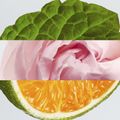 Perfume Lacoste L.12.12 Rose Feminino Eau de Parfum 100 ml 100 ml